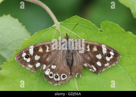 SPECKLED Holz Schmetterling Parage Aegeria. Foto Tony Gale Stockfoto