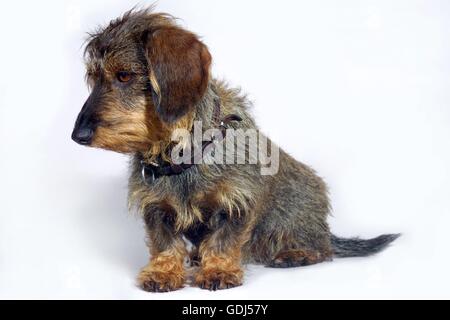 Zoologie / Tiere, Säugetier / Säugetier, Hunde, (Canis Lupus Familiaris), Dackel, Rauhhaar, Stockfoto