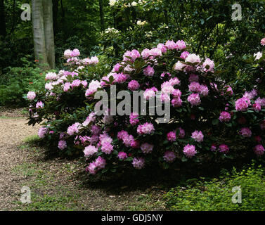 Geographie / Reisen, Deutschland, Nordrhein-Westfalen, Bad Sassendorf, Garten / Parks, Kurpark, blühenden Rhododendron, Stockfoto