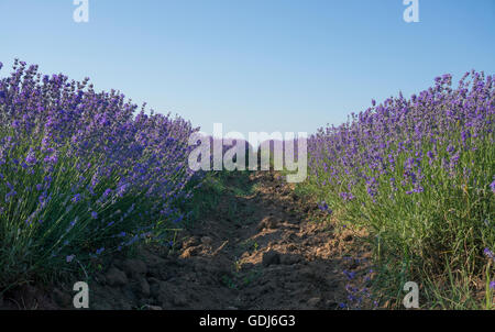 Geraden Reihen von bunten Lavendel in voller Blüte an einem klaren sonnigen Sommertag. Stockfoto