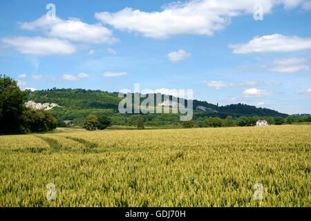 Blick über eine Ernte von Weizen zwischen Betchworth und Brockham in Richtung Box Hill Steinbrüchen und den North Downs, Surrey Stockfoto