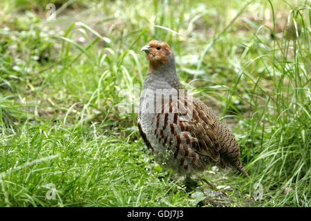 Zoologie/Tiere, Vogel/Vogel, Phasianidae, Rebhuhn (Perdix perdix), stehend in der Wiese, Verbreitung: Europa, Asien, Additional-Rights - Clearance-Info - Not-Available Stockfoto