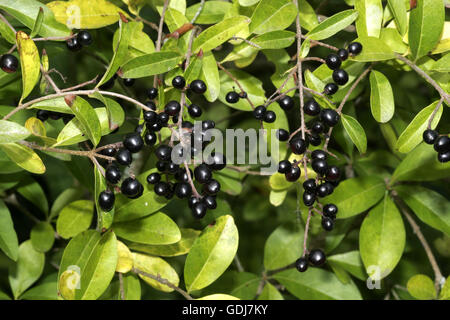 Schwarze Beeren einer Hecke Liguster (Ligustrum Stockfotografie Alamy