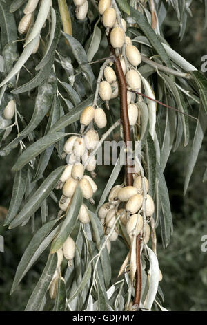 Botanik, Silverberry, (elaeagnus), Russisch Silverberry, (Elaeagnus angustifolia), weisse Früchte, in Zweigstellen, Additional-Rights - Clearance-Info - Not-Available Stockfoto