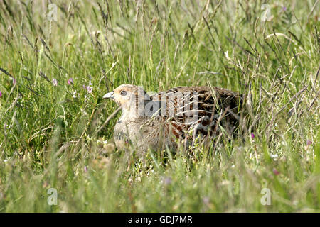 Zoologie/Tiere, Vogel/Vögeln, Rebhuhn (Perdix perdix), Weibliche sitzen auf der Kupplung in der Wiese, Verbreitung: Europa, Asien, Nordamerika, Additional-Rights - Clearance-Info - Not-Available Stockfoto