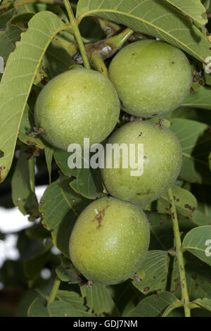 Botanik, Nussbaum, Persische Walnuss (Juglans regia), Früchte in Haut, Additional-Rights - Clearance-Info - Not-Available Stockfoto