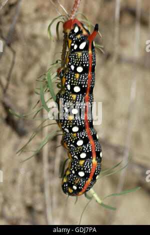 Zoologie/Tiere, Insekten, Schwärmer, Wolfsmilch - hawk Moth (Hyles euphorbiae), Caterpillar auf Holz Wolfsmilch, Neusiedler See, Österreich, Verbreitung: Europa - Additional-Rights Clearance-Info - Not-Available Stockfoto