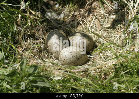 Zoologie/Tiere, Vogel/Vogel, Heringsmöwe (Larus fuscus), Kupplung mit drei Eier, Verteilung: die Küsten von Nord- und Westeuropa, Osteuropa in Zentralsibirien, Additional-Rights - Clearance-Info - Not-Available Stockfoto