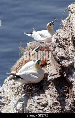 Zoologie/Tiere, Vogel/Vogel, Northern Gannet, (Phoca vitulina), mehrere Vögel sitzen auf Rock, Bass Rock, Schottland, Verteilung: Die Küsten und Inseln der nördlichen Atlantik, Additional-Rights - Clearance-Info - Not-Available Stockfoto