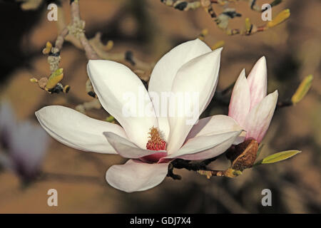 Botanik, Magnolia, der aucer Magnolia '(Magnolia soulangiana), verschiedene Blumen, Zweig, Deutschland, Additional-Rights - Clearance-Info - Not-Available Stockfoto