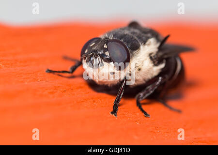 Narcissus Birne fliegen - Merodon equestris Stockfoto