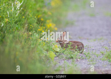 Östlichen Cottontail (Sylvilagus Floridanus) im Morgenlicht, Contre-Jour-Foto. Stockfoto