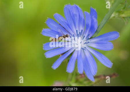 Hoverfly sammeln Nektar von Blumen Chicorée (Cichorium Intybus). Stockfoto