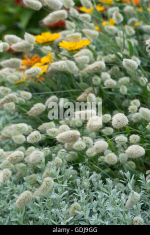 Lagurus Ovatus. Hare tail Gras. Großbritannien Stockfoto