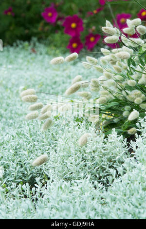 Lagurus Ovatus. Hare tail Gras. Großbritannien Stockfoto