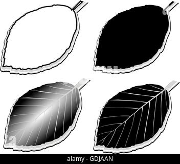 Buche,(Fagus sylvatica), Vektor, isolierte Buche Blatt, Stock Vektor