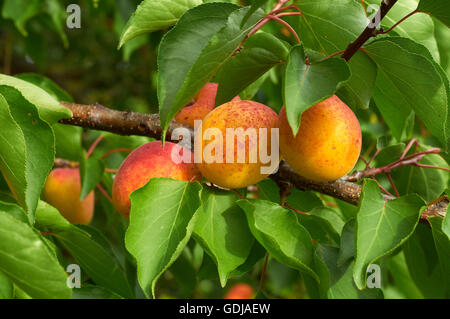 Große Reife rot-Orange Aprikosen auf dem Ast Stockfoto
