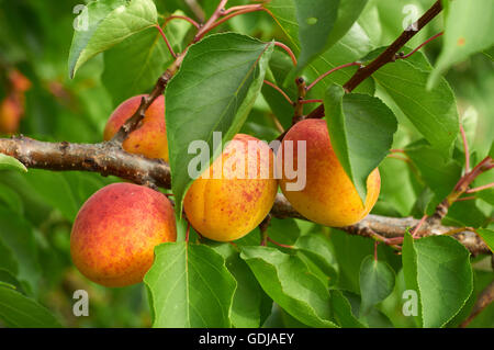 Große Reife rot-Orange Aprikosen auf dem Ast Stockfoto