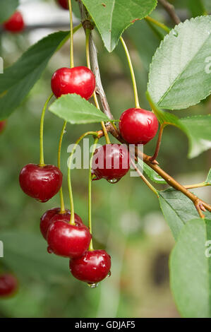 rote Kirschen am Baum nach Regen nass Stockfoto