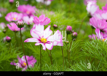 Cosmos Bipinnatus "Capriola" Blumen. Stockfoto