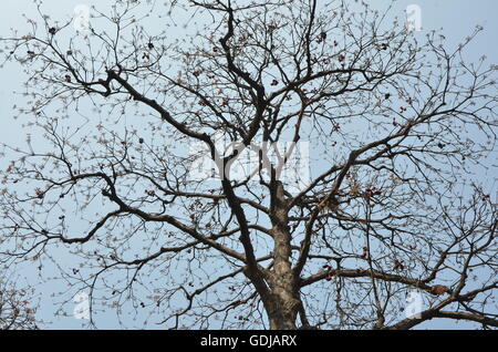 Diese blattlosen Baum angezogen jedermanns Attraktion durch seine breite, dunkle Skelett Äste gegen den hellblauen Himmel. Stockfoto