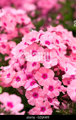 Phlox Light Pink Flame 'Bareleven' Blumen. Stockfoto