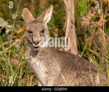 Nahaufnahme des legendären östliche graue Känguru Macropus Giganteus unter Gehölzvegetation in freier Wildbahn im Outback Australien Stockfoto