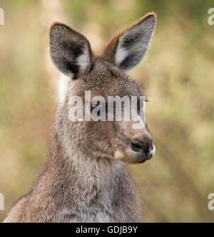 Schönes Gesicht des legendären östliche graue Känguru Macropus Giganteus mit glänzenden Augen und alert Ausdruck in freier Wildbahn im Outback Australien Stockfoto