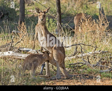 Weibliche östliche graue Känguru Macropus Giganteus in der wilden starrte Kamera mit großen Joey Fütterung aus Beutel, unter einheimischen Gräser & Wälder Stockfoto