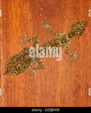 Seltsame & ungewöhnliche Kates Blatt-tailed Gecko Saltuarius Kateae auf Holzwand des ländlichen Gebäudes in seinem natürlichen Regenwald Lebensraum NSW Australia Stockfoto