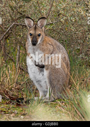 Schöne rot-necked / Bennett Wallaby Macropus Rufogriseus in der Wildnis am Rande des Waldes Blick in die Kamera mit alert Ausdruck, Wollemi Nat Park Stockfoto