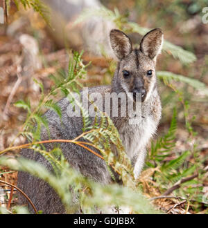 Nahaufnahme des schönen rot-necked / Bennett Wallaby Macropus Rufogriseus in der wilden peering von Smaragd Adlerfarn auf Kamera mit alert Ausdruck Stockfoto