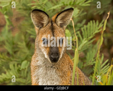 Porträt von Gesicht der schönen rot-necked / Bennett Wallaby Macropus Rufogriseus in freier Wildbahn peering von Adlerfarn auf Kamera mit alert Ausdruck Stockfoto