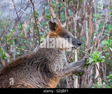 Swamp Wallaby, Wallabia bicolor, in der wilde Fütterung auf Blättern von einheimischen Strauch im Wald in Mount Kaputar National Park NSW Stockfoto