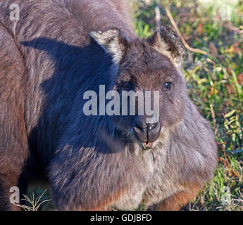 Schönes Gesicht des alten Wallaroo grau/braun Macropus Robustus in freier Wildbahn mit glänzenden Augen & langen dunklen Fell starrte auf Kamera mit alert Ausdruck Stockfoto