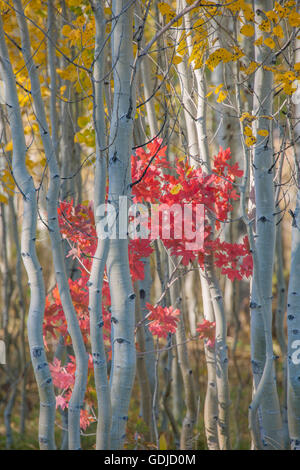 Espen Hain mit Ahornbäume im Herbst in den Wasatch Mountains von Utah. Stockfoto