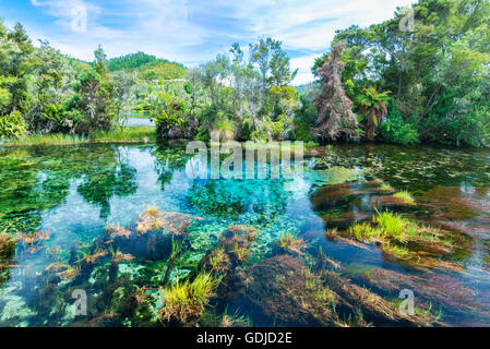 Te Waikoropupū Springs, Pupu Springs in der Golden Bay-Region auf der Südinsel in Neuseeland Stockfoto