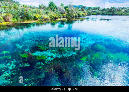 Te Waikoropupū Springs, Pupu Springs in der Golden Bay-Region auf der Südinsel in Neuseeland Stockfoto