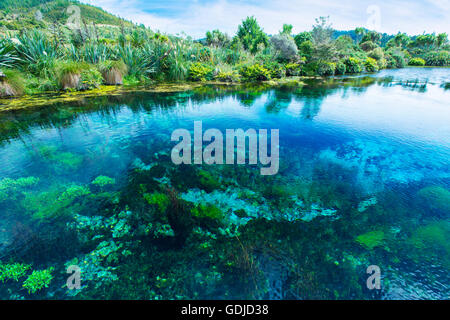 Te Waikoropupū Springs, Pupu Springs in der Golden Bay-Region auf der Südinsel in Neuseeland Stockfoto