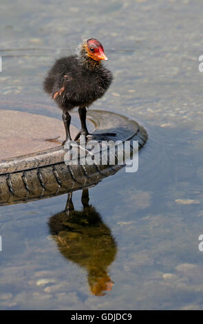 Gemeinsamen Blässhuhn (Fulica Atra) Küken, Idrosee, Italien Stockfoto