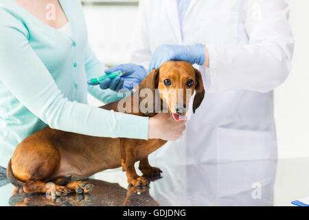 Nahaufnahme von Tierarzt Hund Klinik Impfstoff zu Stockfoto