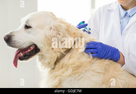 Nahaufnahme von Tierarzt Hund Klinik Impfstoff zu Stockfoto