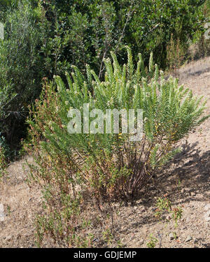 Daphne gnidium Stockfoto