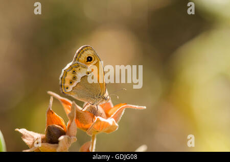 Altrosa Heide, Schmetterling, Coenonympha Dorus, in späten Sonne aalen. Andalusien, Spanien. Stockfoto