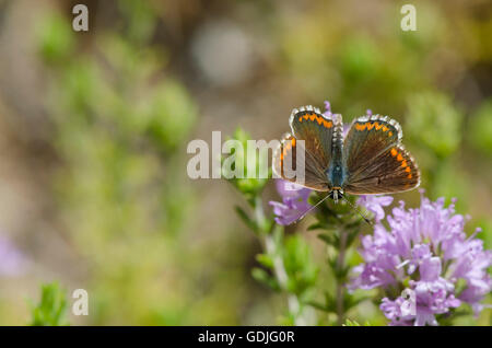 Brown Argus, Aricia Agestis, Schmetterling, Fütterung auf Thymian Pflanze, Andalusien, Spanien. Stockfoto