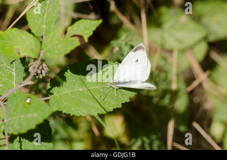 Kleine weiße, Schmetterling, Pieris Artogeia Rapae, Andalusien, Spanien. Stockfoto