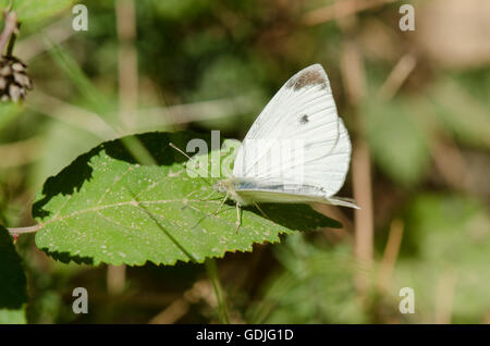 Kleine weiße, Schmetterling, Pieris Artogeia Rapae, Andalusien, Spanien. Stockfoto