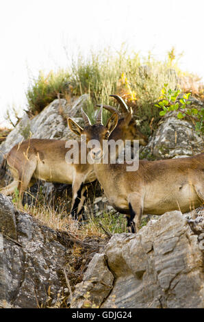 Zwei spanische Steinböcke, spanische wilde Ziege oder iberischen Wildziege (Capra Pyrenaica). Andalusien, Spanien. Stockfoto