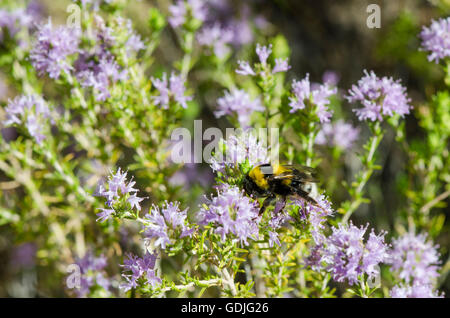 Buff-tailed Hummel, Hummel, Bombus, ernähren sich von wilden Thymian Pflanze, Bestäubung, Andalusien, Spanien. Stockfoto