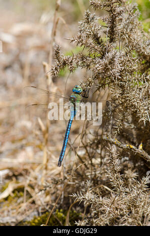 Eine männliche, Kaiser-Libelle. ANAX Imperator, Hawker, Andalusien, Spanien. Stockfoto